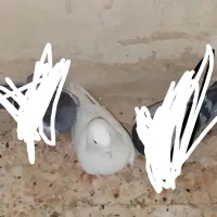 کبوتر|پرنده|زهک, |دیوار