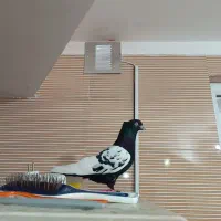 کبوتر|پرنده|صفادشت, |دیوار