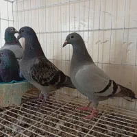 جوجه پلاکی نسل بازرگان|پرنده|خرمشهر, |دیوار