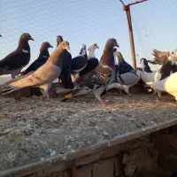 ۴۰تاکفتر هوا|پرنده|کاشمر, |دیوار