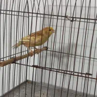 قناری فائو|پرنده|بجنورد, |دیوار