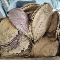 برگ کاتاپا استریل|ماهی|اصفهان, سروستان|دیوار
