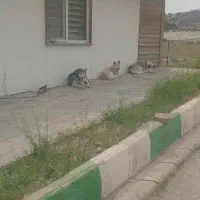 سه تا سگ هاسگی