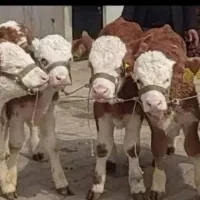 زیباترین خوشگل ترین نژاد