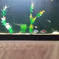 ماهی آکواریومی|ماهی|اسلامآباد غرب, |دیوار