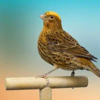 قناری لیزارد اورجینال