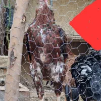 مرغ و خروس لاری