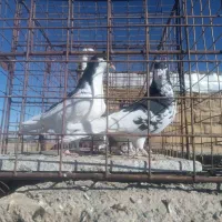 کفتر سار ماده سبزنر و جوجه ساده وپولک|پرنده|قلندر آباد, |دیوار