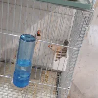 دو جفت فنچ کرواتی مولد