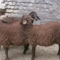 بره جعمی میش بره قیمت مفت|حیوانات مزرعه|تربت جام, پارک جنگلی|دیوار