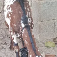 بز ابستن|حیوانات مزرعه|میناب, |دیوار