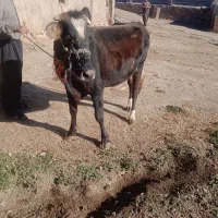 قیمت 7800000|حیوانات مزرعه|باوله, |دیوار