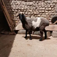 یک عدد میش ابست بفروش می‌رسد