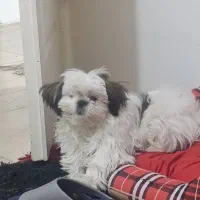 توله سگ شیتزو