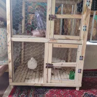 قفس نو|لوازم جانبی حیوانات|پاوه, |دیوار