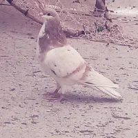 کبوتر