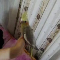 جوجه تازه دونخور دوماهه|پرنده|قم, هفت تیر|دیوار