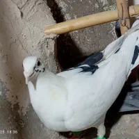 جوانه نر|پرنده|تربت‌حیدریه, پائین ولایت|دیوار