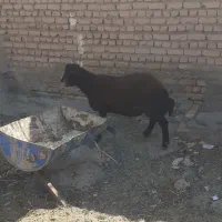 بره نر چاق