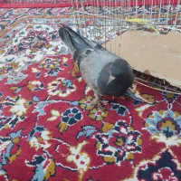 کبوتر دوبر جوجه