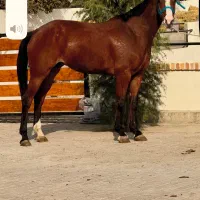 مادیان وارداتی  2009 kwpn