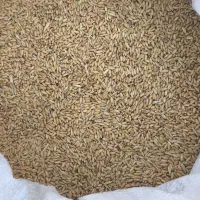 گندم و جو