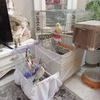 عروس هلندی