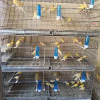 تعدادی پرستار طلایی و پرتقالی سیلور نقرای