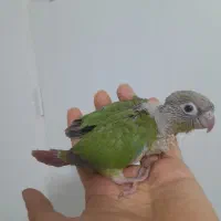 طوطی گرینچیک های سرلاکی  رد و اکستریم و دبل رد|پرنده|قائم‌شهر, |دیوار