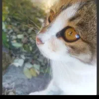 باسلام واگذار گربه اروم وخونگی والبته خیلی زیبا