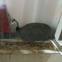 یک جفت مرغ شاخدار|حیوانات مزرعه|چغادک, |دیوار