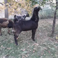 بزغاله نر نژدی