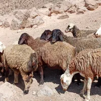 شیشک میش.بره.بز.قوچ
