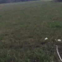 شالیزار نزدیک 6هزار متر بر آسفالت در  لوندویل