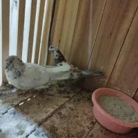 فروش چند جفت کبوتر مایه ب شرط پرش سنگین نطفه