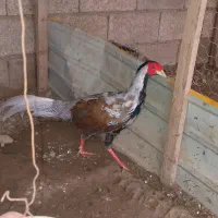جفت سیلور یک ساله