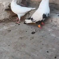 با سلام چند عدد کبوتر|پرنده|اهواز, دانشگاه چمران|دیوار