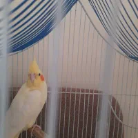 عروس هلندی گم شده