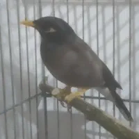 مرغ مینا نر