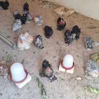 مرغ و خروس کوشین|حیوانات مزرعه|اصفهان, بوستان کوهستانی صفه|دیوار