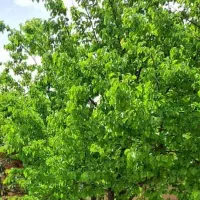 مربی مهدکودک