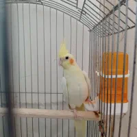 عروس هلندی لوتینو