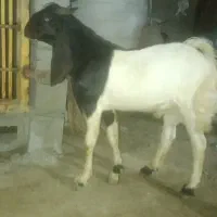 بز پاکستانی درجه ۱