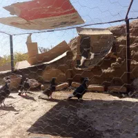 سلام خدمت دوستان ۶ عدد پلنگ یک جفت بزرگ تخ جوجی|پرنده|رفسنجان, |دیوار