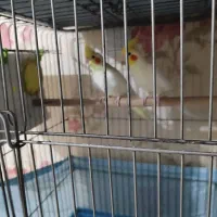 عروس هلندی  و جوجه عروس|پرنده|اراک, |دیوار