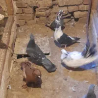 کفتر|پرنده|قم, هفت تیر|دیوار