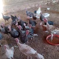 بوقلمون|حیوانات مزرعه|کوهدشت, |دیوار