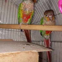 2 عدد طوطی گرینچیک بالغ