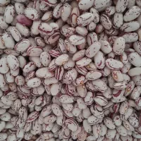 لوبیا چیتی (کپسولی) تمیز و رنگ دار محصول امسال