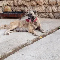 سگ سرابی|سگ|اسلام‌‌آباد غرب, |دیوار